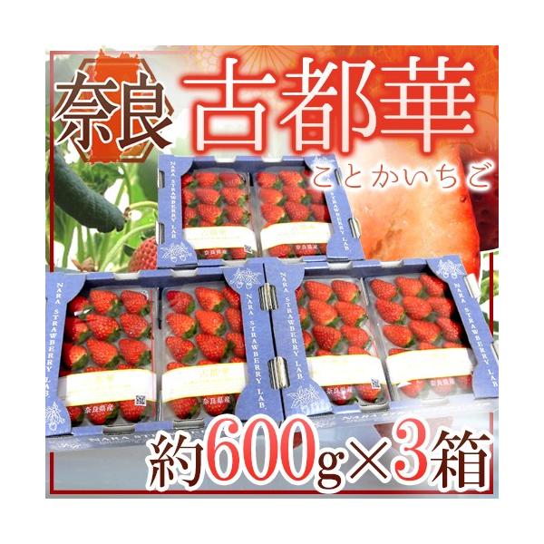 ޗǌY hÓs؂h 2pc×s3ti1pc 300gjy\ 12`1ȍ~z 