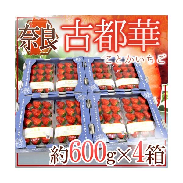 ޗǌY hÓs؂h 2pc×s4ti1pc 300gjy\ 12`1ȍ~z 