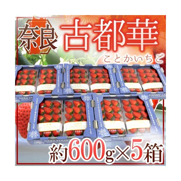 ޗǌY hÓs؂h 2pc×s5ti1pc 300gjy\ 12`1ȍ~z 