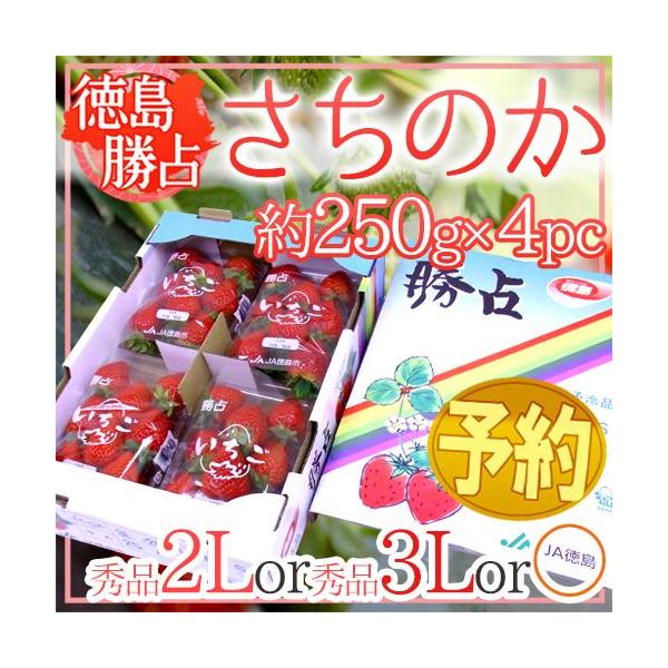 Y ĥh 2Lor3Lor嗱 250g×4pcy\ 12ȍ~z 