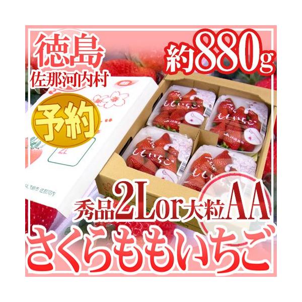  h߉͓Y h Gi2L or 嗱AA 220g×4pcy\ 12ȍ~z 