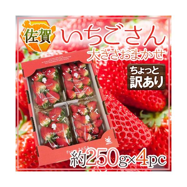  hh Ɩ󂠂 250g×4pbN 傫܂y\ 12`1ȍ~z 