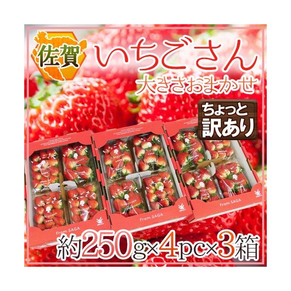  hh Ɩ󂠂 250g×4pbN×s3t 傫܂y\ 12`1ȍ~z 