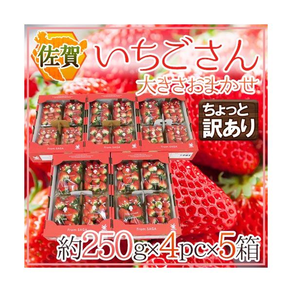  hh Ɩ󂠂 250g×4pbN×s5t 傫܂y\ 12`1ȍ~z 