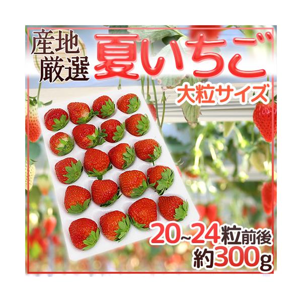 三月苺　おまとめ発送 三月苺 おまとめ発送 2026年1月より順次発送予定】風早いちご
