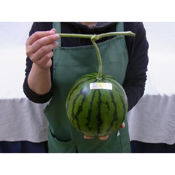 高知県産　ルナピエナ3-5玉　約10kg 楽天市場】高知県夜須町 温室スイカ ”ルナピエナ” 3〜5玉 約10kg