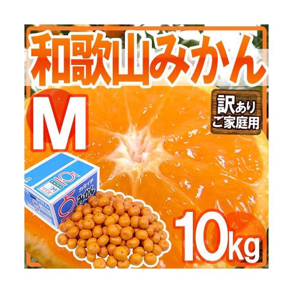 ݂ ha̎R݂h 󂠂 MTCY 10kgy\ 11ȍ~z 