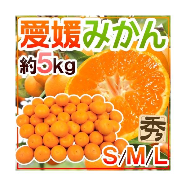 ݂ hQ݂h Gi S/M/LTCY 5kgy\ 11ȍ~z 