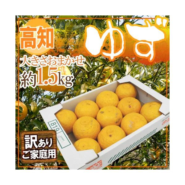 mY h䂸h 󂠂 1.5kg 傫܂y\ 11{ȍ~z 