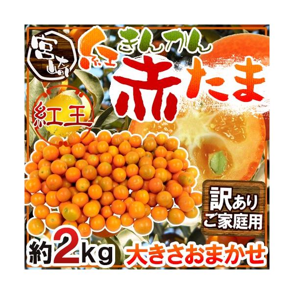 {茧 Ԃ hԂ gh 󂠂 2kg 傫܂ 񂩂y\ 12ȍ~z 