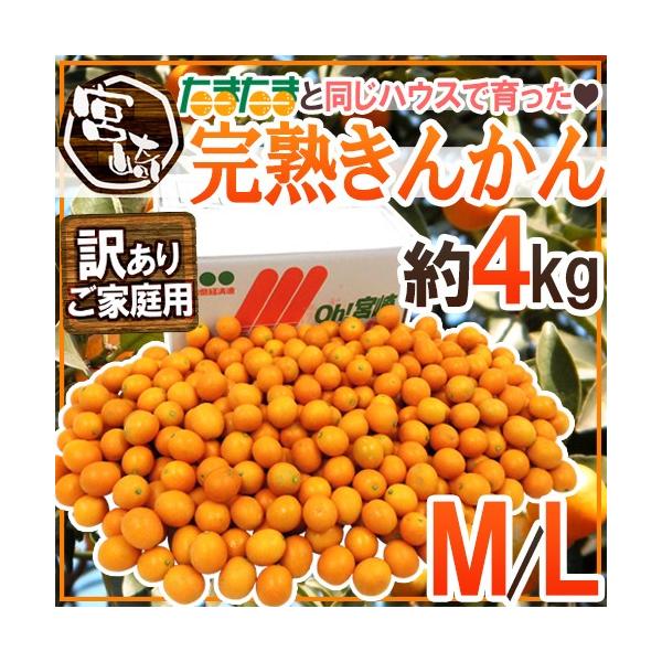 {茧 hn񂩂h 󂠂 M/L 4kg ƏŁun񂩂񂽂܂܁vɂȂȂnEXy\ 1ȍ~z 