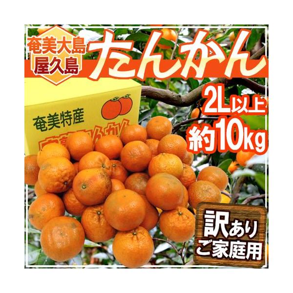 フルーツ たんかん」の人気商品一覧 | 安い商品を通販サイトから探す