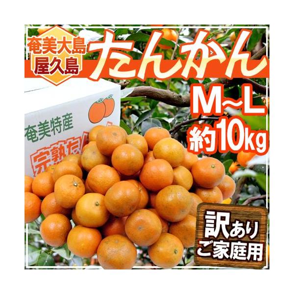 フルーツ たんかん」の人気商品一覧 | 安い商品を通販サイトから探す