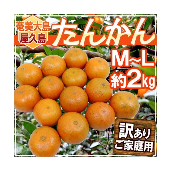 フルーツ たんかん」の人気商品一覧 | 安い商品を通販サイトから探す