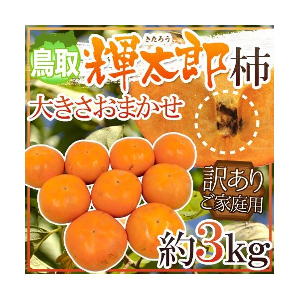 hY PY`h 󂠂 3kg 傫܂y\ 10ȍ~z 