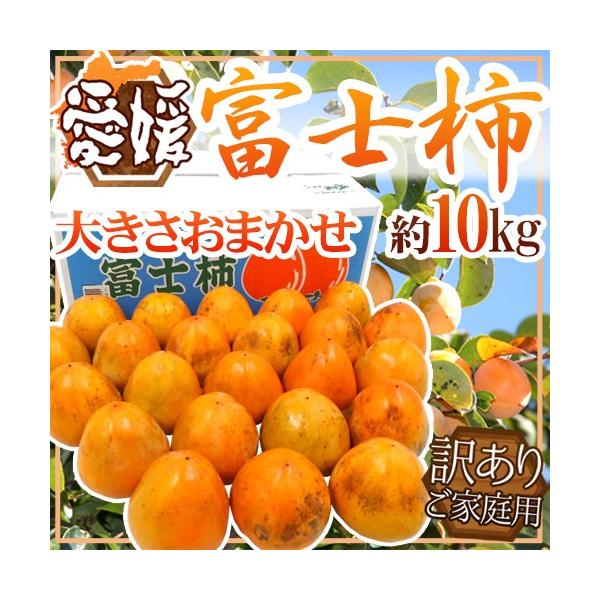 QlY hxm`h 󂠂 10kg 傫܂y\ 11ȍ~z 