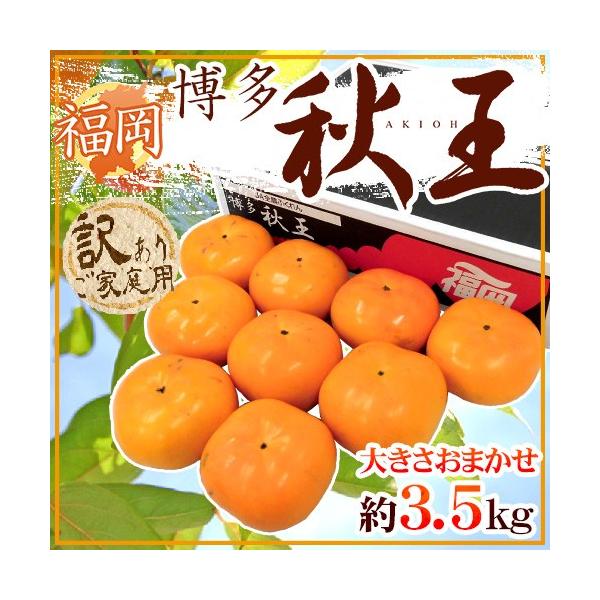  hHh 󂠂 傫܂ 3.5kg H`y\ 11ȍ~z 