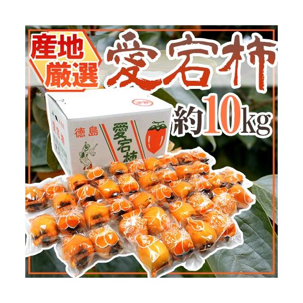 h`h Gi 10kg 傫܂ YnI `y\ 12ȍ~z 