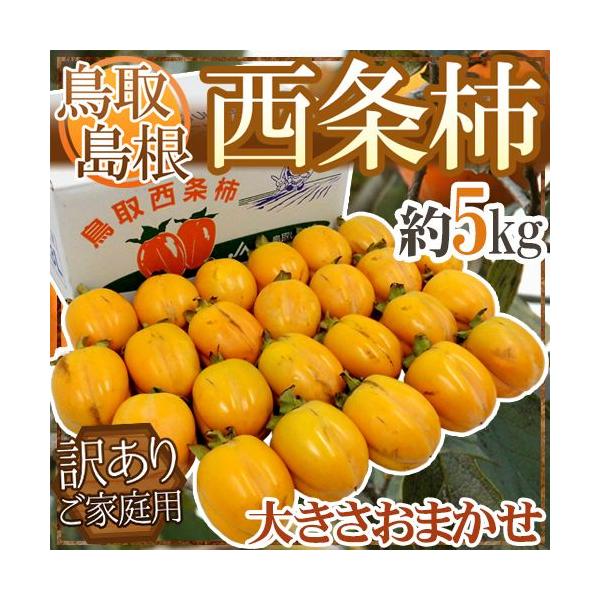 EY h`h 󂠂 5kg 傫܂y\ 10{ȍ~z 