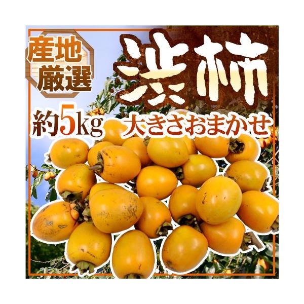 `E݂邵`p ha`h 5kg 傫܂ u`vua`vꂩ{ȎYnŁy\ 11{ȍ~z 