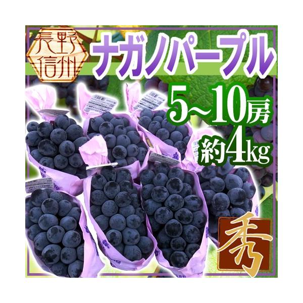 ぶどう 長野産 ”ナガノパープル” 秀品 5〜10房 約4kg【予約 9月以降】