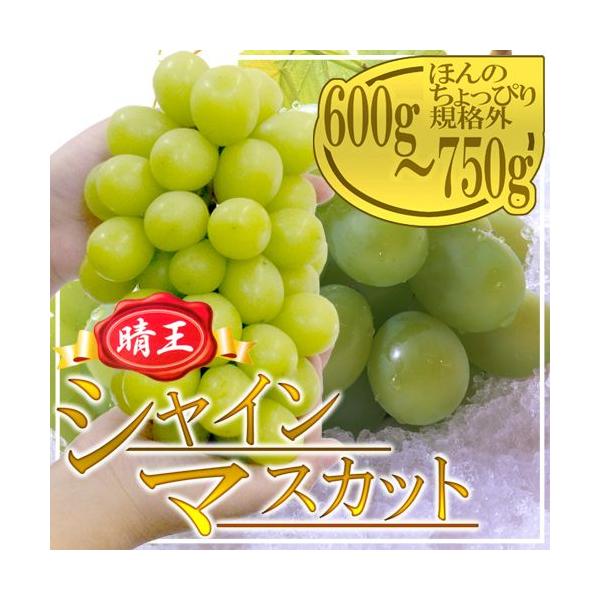 RY hVC}XJbguvh [ 1[ 600g Ԃǂy\ 7{ȍ~z