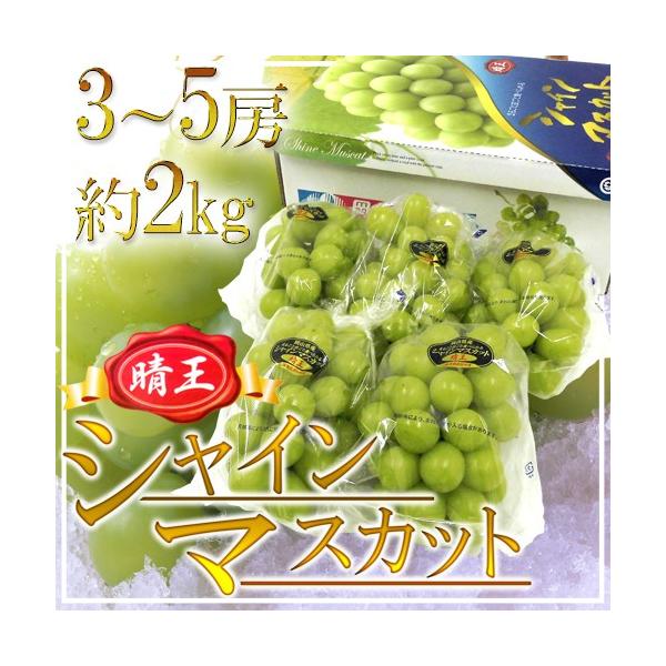 岡山県産　シャインマスカット　晴王　5〜6房　約5kg 岡山産シャインマスカット晴王5キロ箱6房入り - 豊洲市場の仲卸