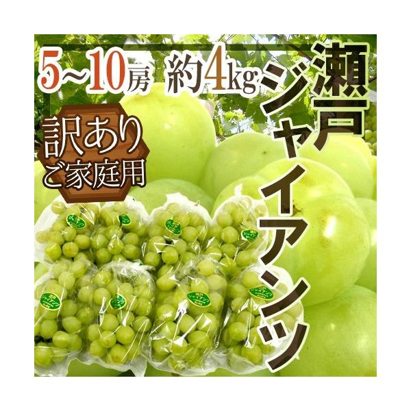 Ԃǂ RY h˃WCAch 󂠂 5`10[ 4kgy\ 9ȍ~z