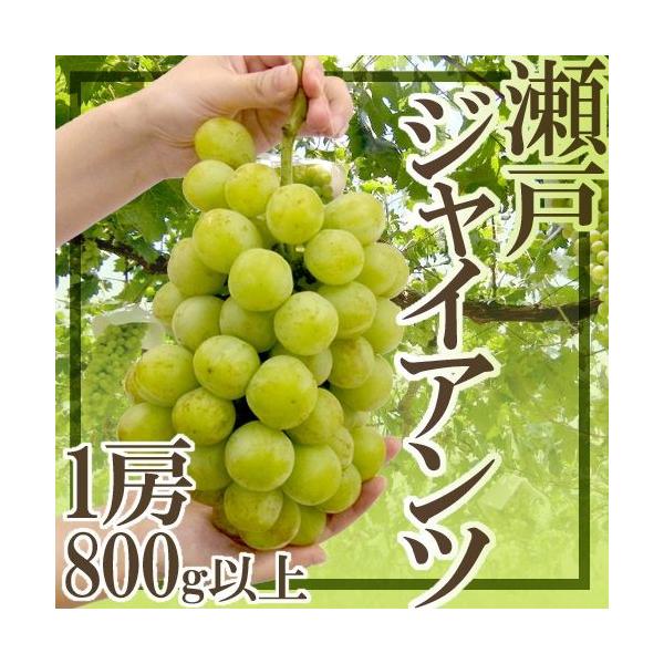 Ԃǂ RY h˃WCAch Gi [ 800gȏ ϔy\ 9ȍ~z 