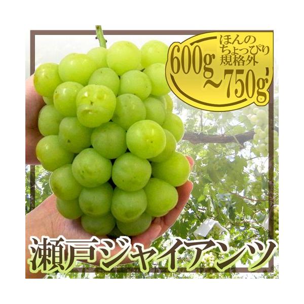 岡山県産　瀬戸ジャイアンツ8房　1房約650g前後 まるごと食べれて種が無い！！大粒ぶどう！！ 岡山県産 瀬戸