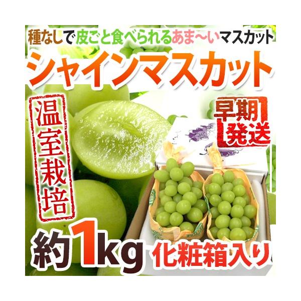 Iv~A hVC}XJbgh Gi 2[ 1kg ϔ YnIy\ 5ȍ~z 