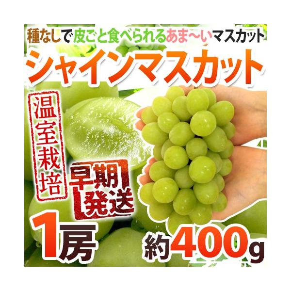 Iv~A hVC}XJbgh Gi 1[ 400g YnIy\ 5ȍ~z 