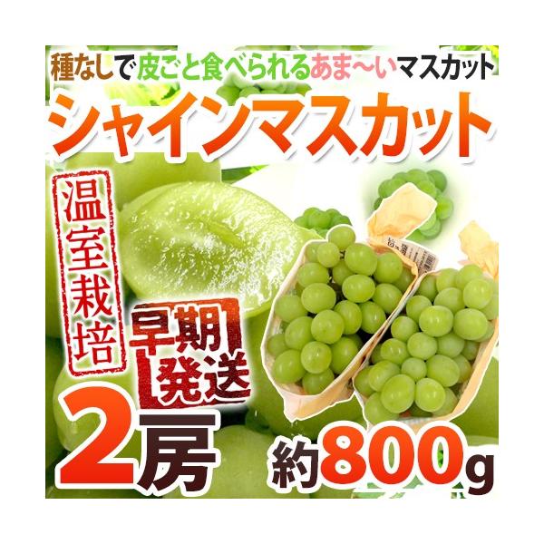 Iv~A hVC}XJbgh Gi 2[ 800g YnIy\ 5ȍ~z 