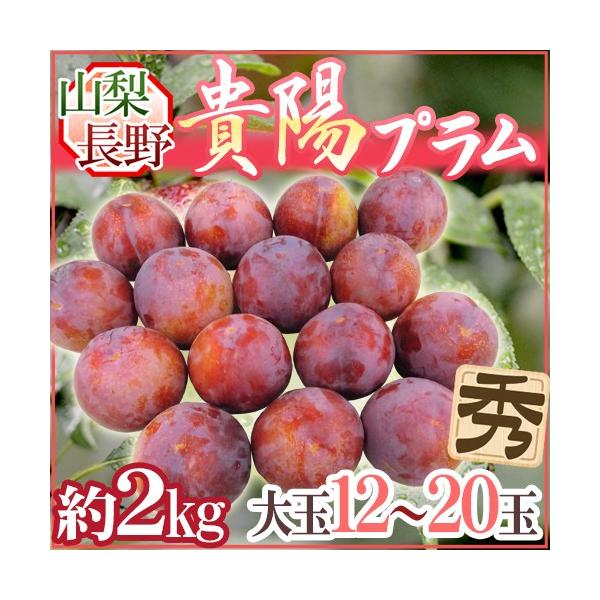 �R���E����Y �h�M�z�v�����h 12�`20�� ��2kg�y�\�� 7�����{�ȍ~�z