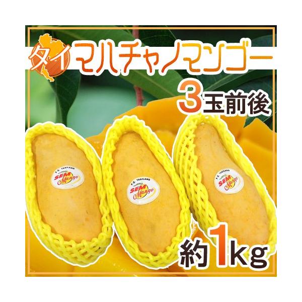 大人気！ タイ産マハチャノックマンゴー10kg 超甘い タイ産 マンゴー マハチャノ」の人気商品一覧 | 安い商品を通販サイト