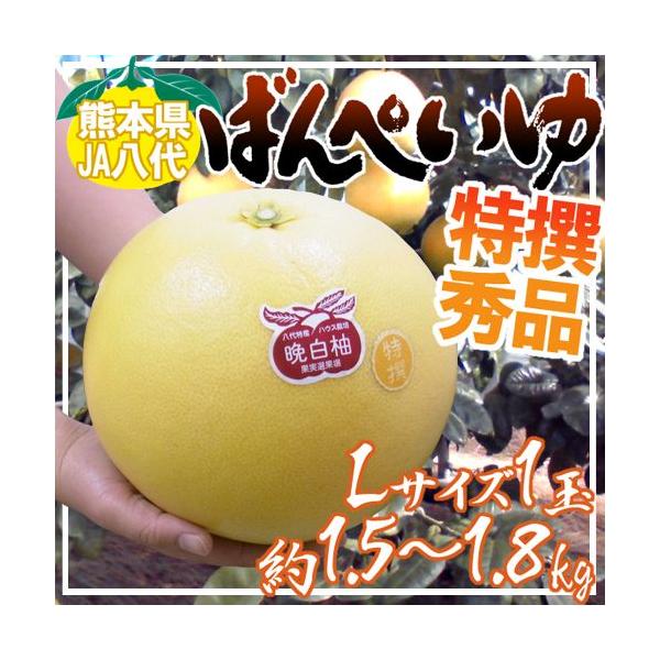 熊本県八代特産 晩白柚” ばんぺいゆ 秀品 Lサイズ 約1.5〜1.8kg【予約