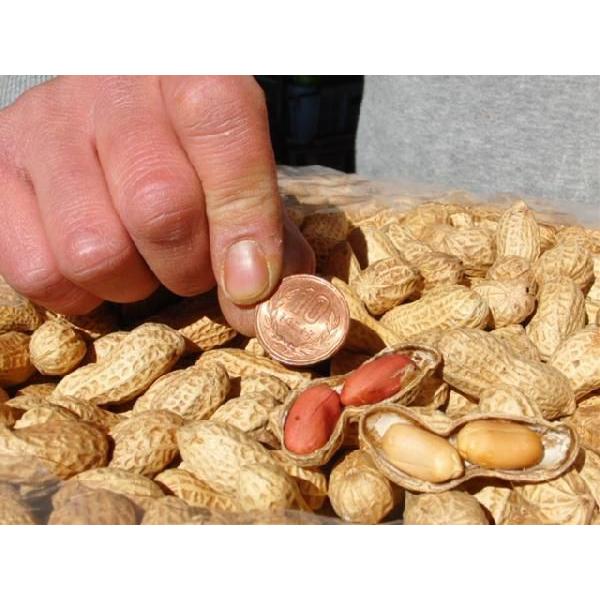 中国産大粒 落花生 真空パック 12 5kg から付きピーナッツ Buyee Buyee Japanese Proxy Service Buy From Japan Bot Online