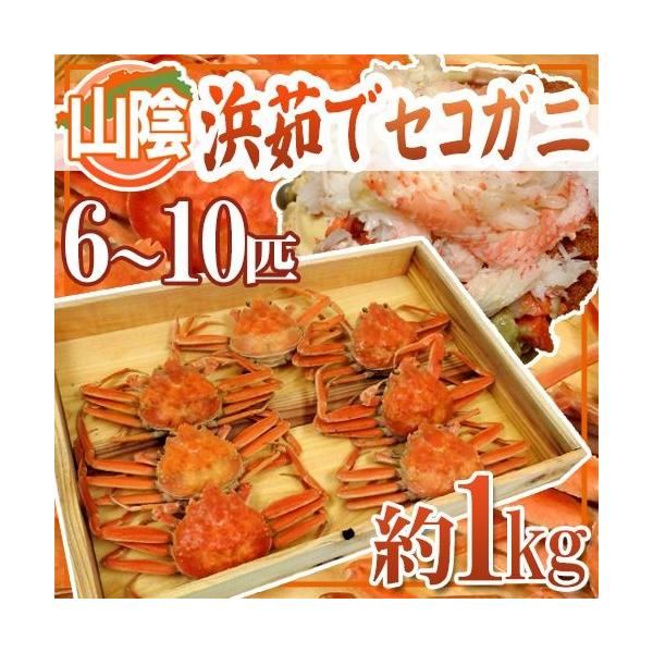 RAY hl䥂ŃZRKjh 6`10CO 1kgy\ 11{ȍ~z 