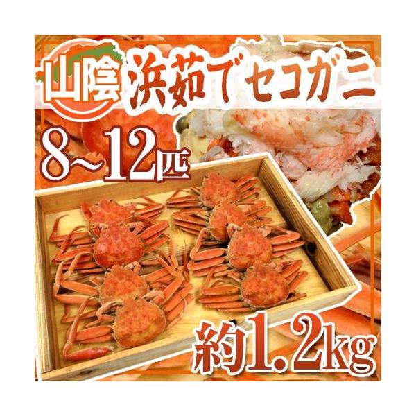 RAY hl䥂ŃZRKjh 8`12CO 1.2kgy\ 11{ȍ~z 