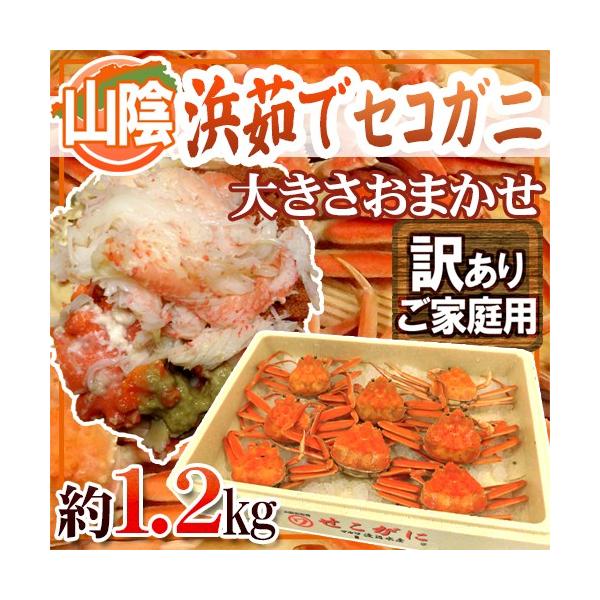 RAY hl䥂ŃZRKjh 󂠂 1.2kg 傫܂y\ 11{ȍ~z 