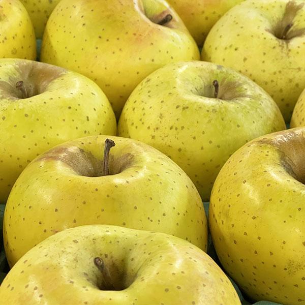 kurashino-mart_yre-ringo-4_5_d_20250327110133