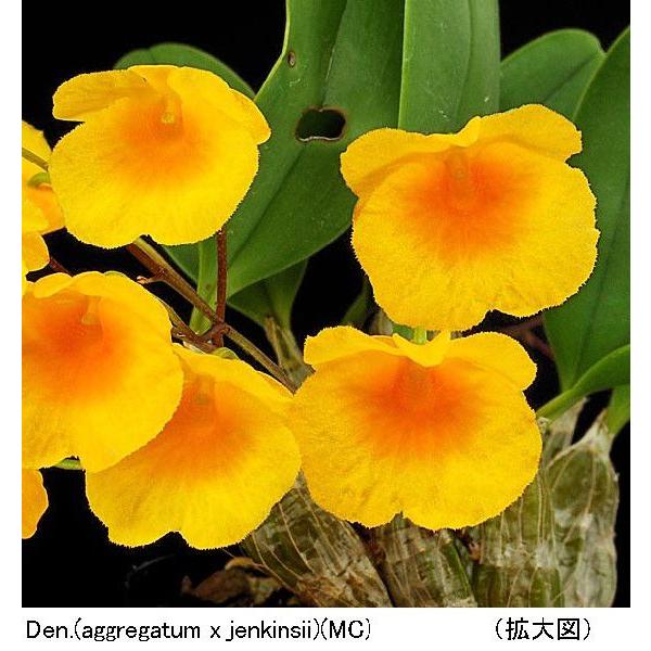 温室不要で 可憐な美花 Den Aggregatum X Jenkinsii アグレガタム ジェンキンシー メリクロン Buyee Buyee 提供一站式最全面最專業現地yahoo Japan拍賣代bid代拍代購服務
