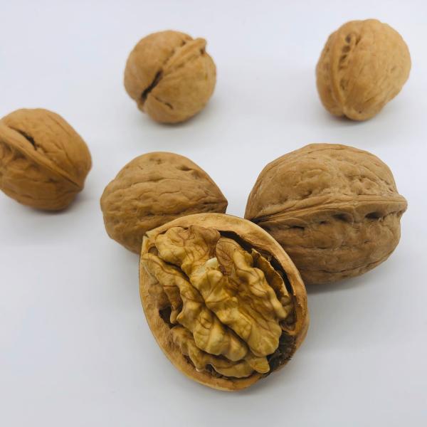 先行予約限定商品 生産者直販 国産 くるみ 殻付きタイプ キングサイズ 5kg 日本産 長野県産 クルミ 生くるみ ナッツ 送料無料 Buyee Buyee Japanese Proxy Service Buy From Japan Bot Online