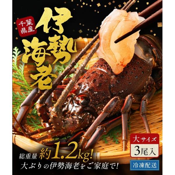 キーワード：伊勢海老 千葉県 名産地 うまい 解禁 シーズン 冷凍保存 旬 おすすめ 縁起物 めでたい ホイル フライ レシピ エビフライ 有名な県 海老 伊勢 伊勢エビ いせえび lobster フレンチ ディナー お取り寄せ 贈答用 ギ...
