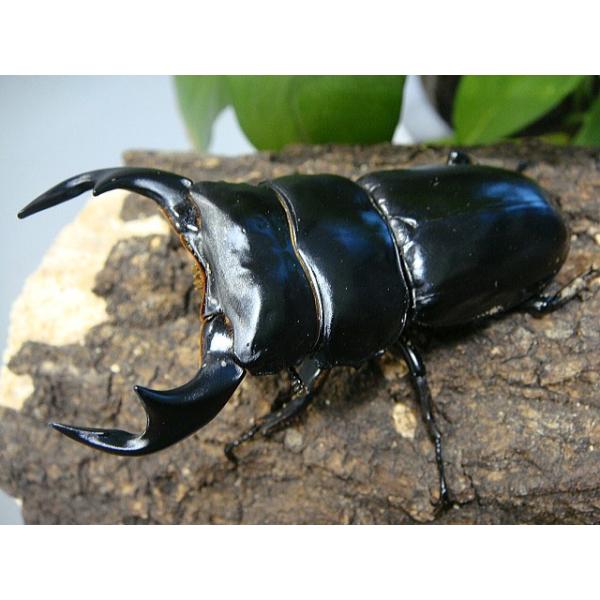 アンタエウスオオクワガタ成虫ペア インド アルナーチャルｗｆ２ 80 1ミリ 49 2ミリ 販売証明書発行 Aante801492 くわmax 通販 Yahoo ショッピング