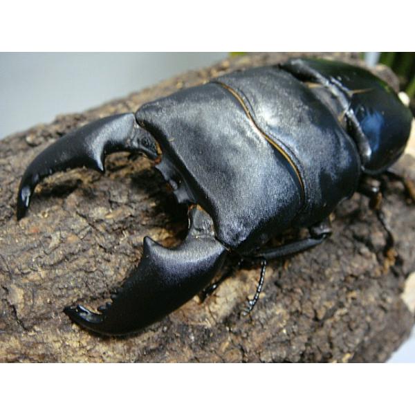 アラタ2品 スマトラヒラタ（アチェ） ♂98mm／♀53mm成虫ペア - 昆虫