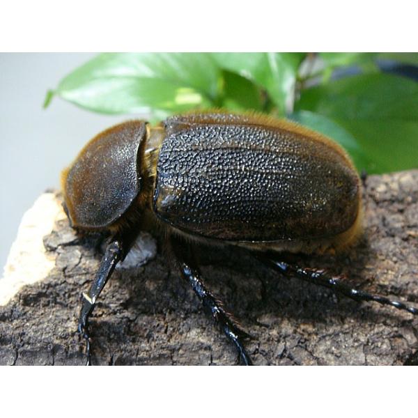 ヘラクレスオオカブト成虫メス☆ヘラクレス・ヘラクレス☆♀68ミリ単品