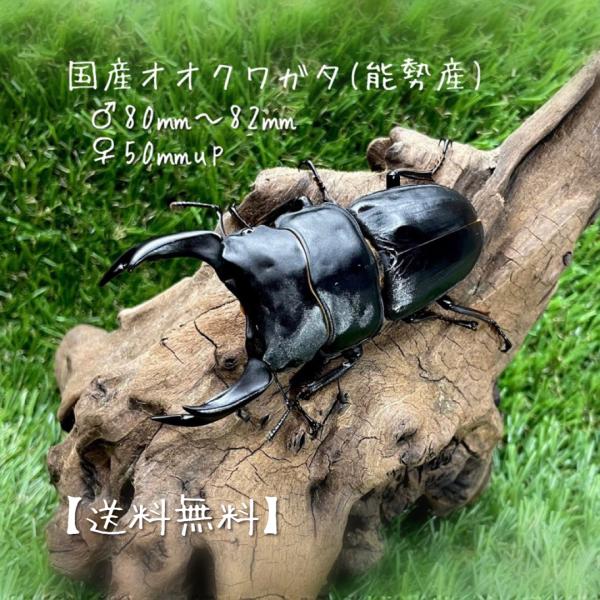 kuwagatashop-yuyu_p8082
