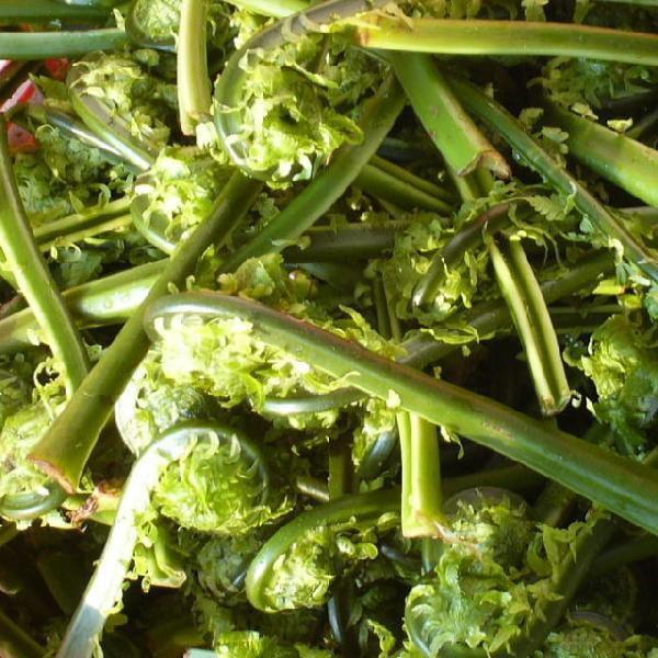 ＜こごみ ご予約開始致しました＞天ぷら 胡麻和え 和え物 パスタの具 お浸し 等が作れるすべてのサイズ混合・発送はおおよそ4月〜5月初め頃の予定（時季外れご注文御問い合わせはお電話ください）・天然物を朝採取、その日のうちに新鮮なまま発送しま...