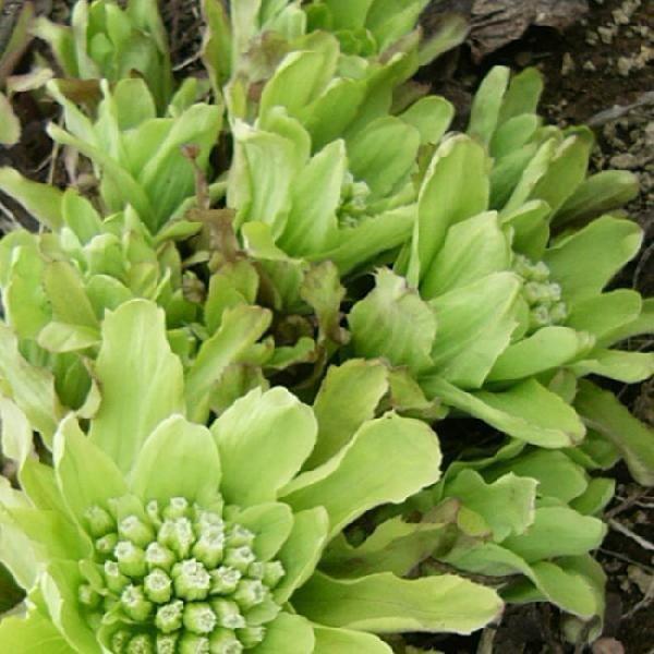 蕗の薹 通販 山菜 ふきのとう 500g前後 フキ味噌 用フキノトウ 少し大きな 蕗の薹 新潟産 3月 4月 Buyee 日本代购平台 产品购物网站大全 Buyee一站式代购 Bot Online